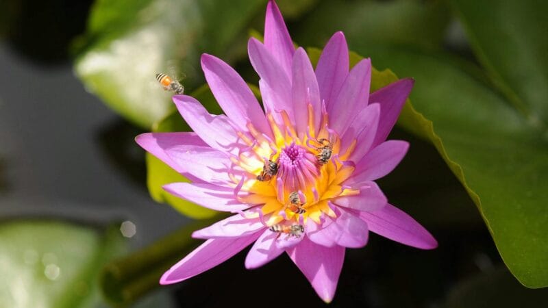 محطة تحلية مياه في منطقة الخليج | Water desalination plant in the Gulf region