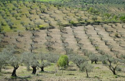 Palestinian olive trees symbolizing resilience and endurance of the Palestinian economy and people under occupation