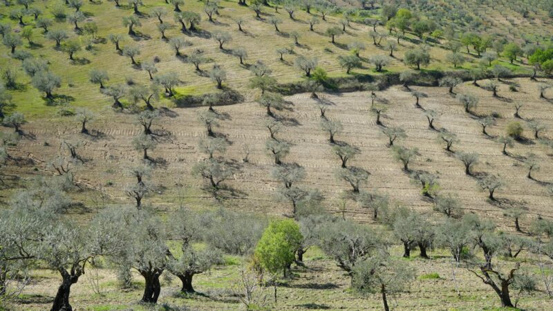 Palestinian olive trees symbolizing resilience and endurance of the Palestinian economy and people under occupation